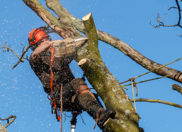 Tree Trimming Service in Paso Robles
