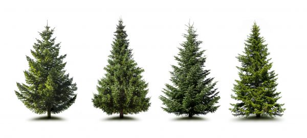 Cost of Pine Tree Trimming in Paso Robles