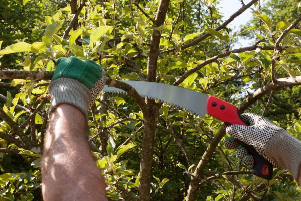 Apple Tree Trimming in Paso Robles