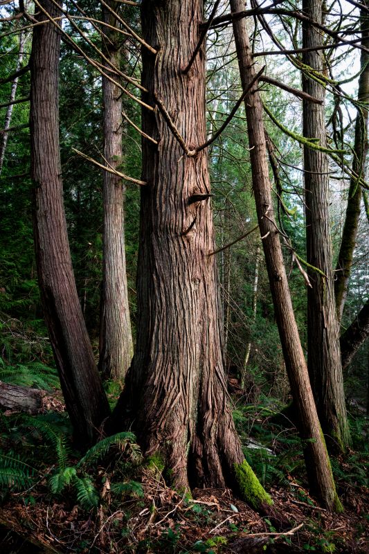 Cedar Tree Trimming