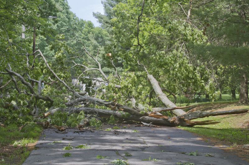 Fallen Tree on Driveway