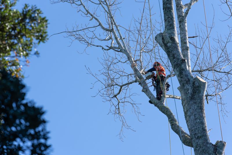 Large Tree Trimming