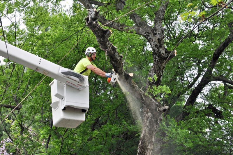 Trimming Young Trees