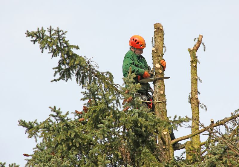 Pruning Mature Trees